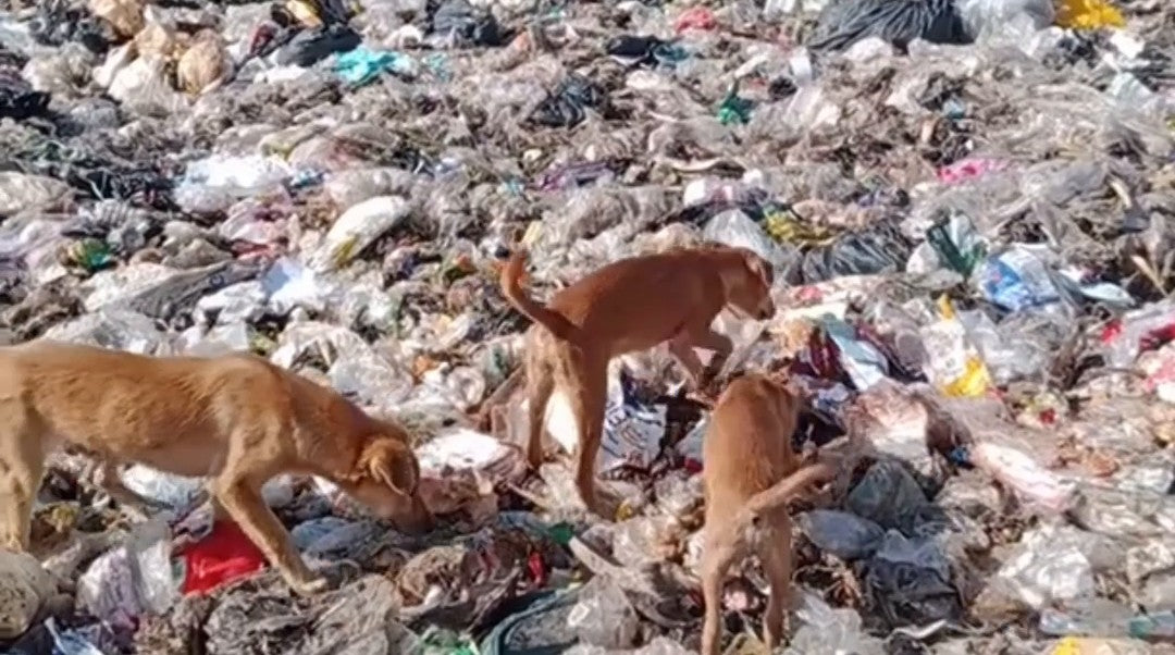 Street dogs searching for food on a garbage dump