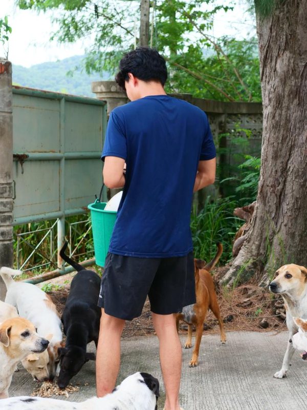 A volunteer from one of our local partners feeding street dogs