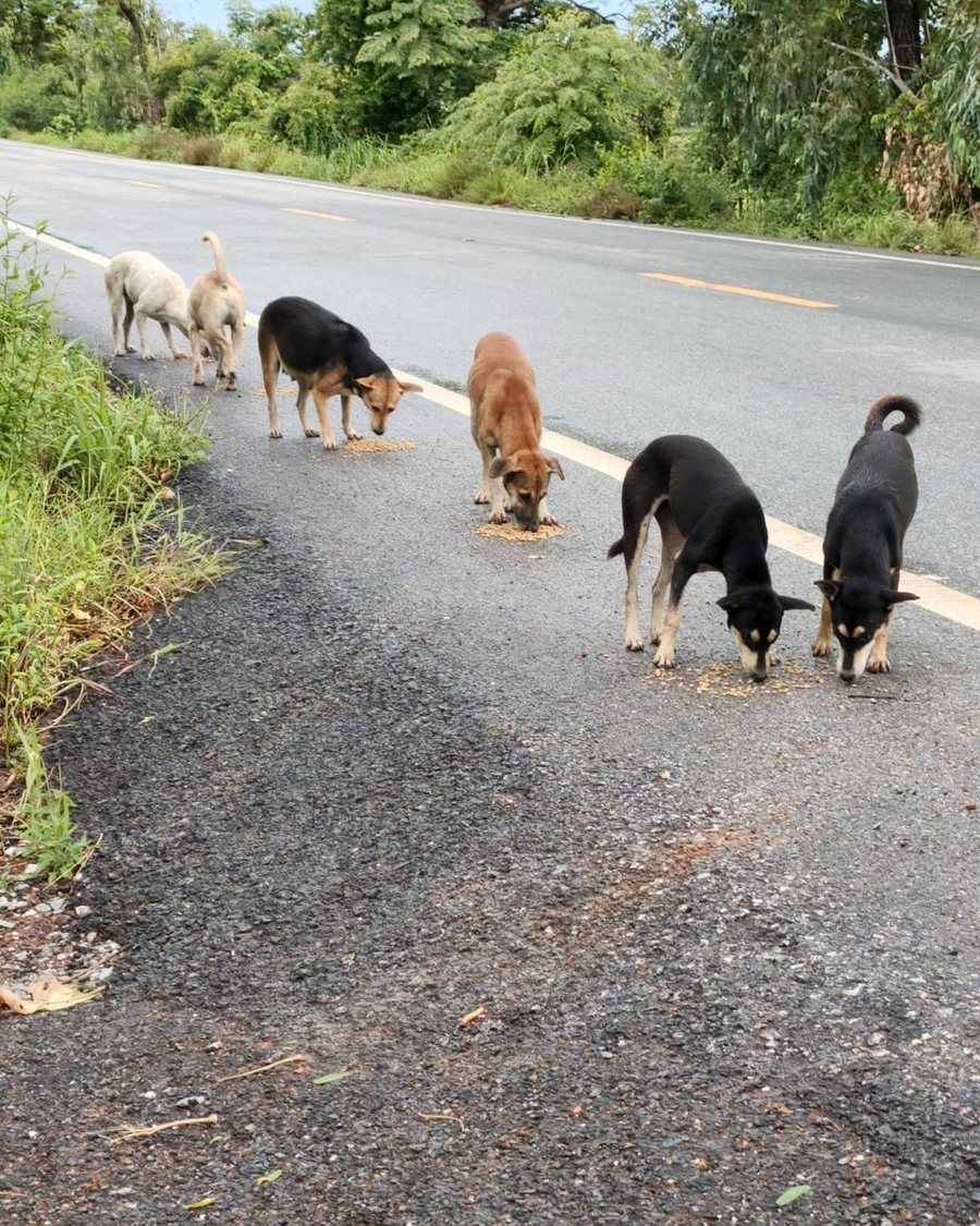 Street dogs eating along a road during a feeding run by one of our local partners