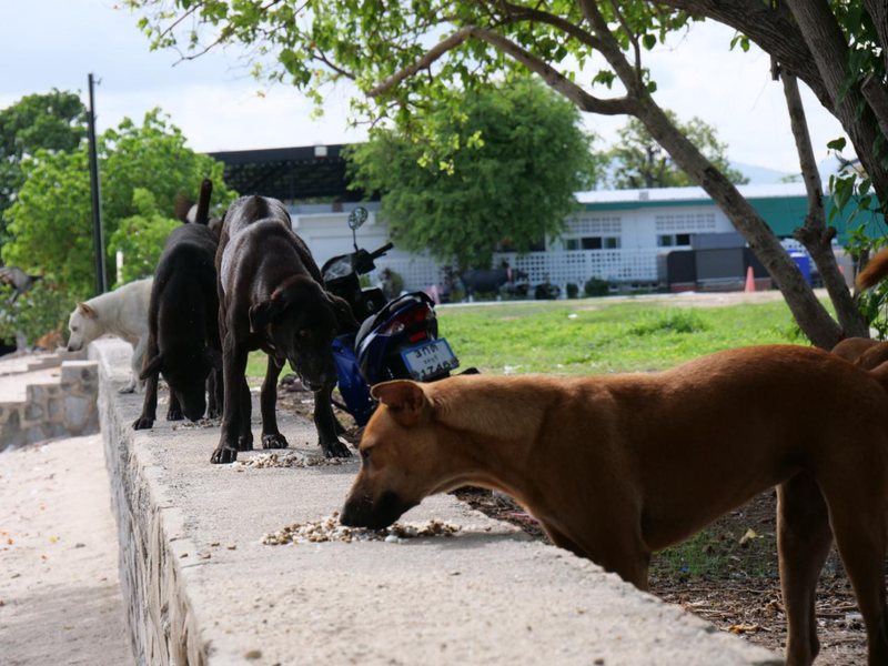 Street dogs eating during a feeding run by one of our local partners