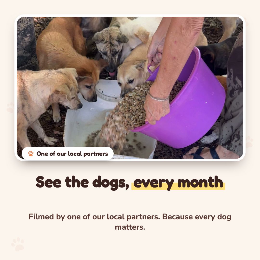 One of our local partners pouring dry food for street dogs