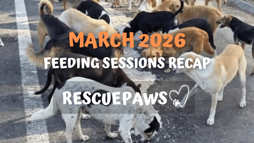 March 2026: More Dogs, More Meals