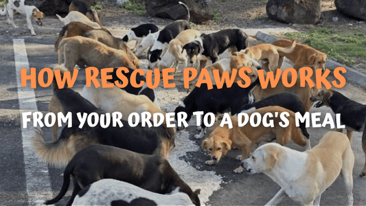 How Rescue Paws Works: From Your Order to a Dog's Meal
