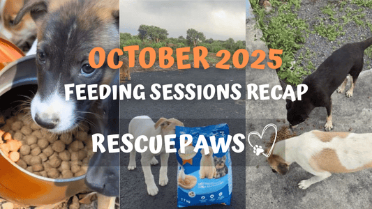 October 2025: Feeding Sessions Around the World