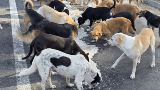 March 2026: More Dogs, More Meals
