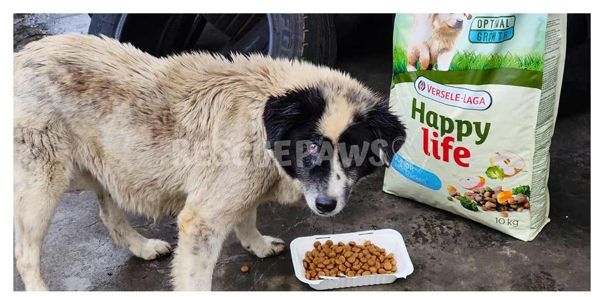 Abandoned street dog eating beside a bag of dog food during April 2026 Rescue Paws feeding