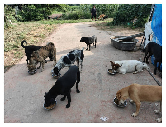 Street dogs eating from bowls during a feeding operation run by one of our local partners