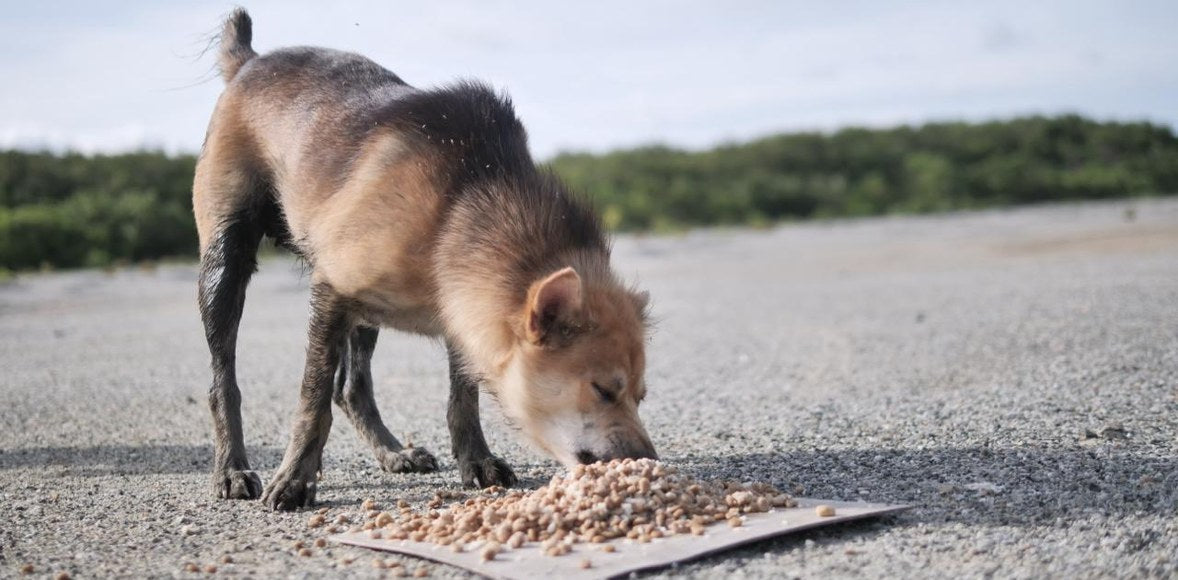 A street dog eating kibble from a flattened piece of cardboard during August 2026 Rescue Paws feeding operations