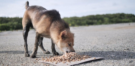A street dog eating kibble from a flattened piece of cardboard during August 2026 Rescue Paws feeding operations