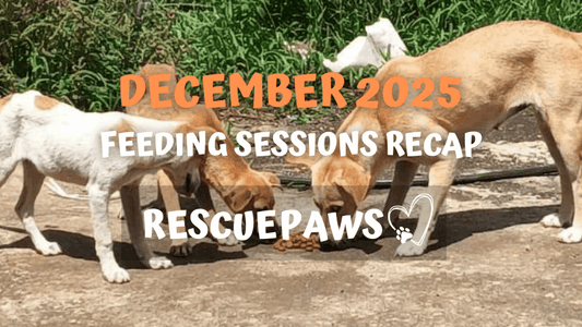 December 2025: Our Biggest Month Yet