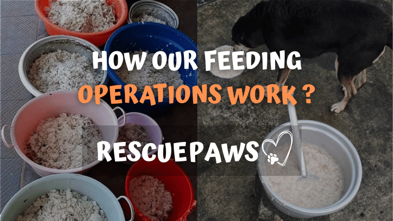 How Our Feeding Operations Work