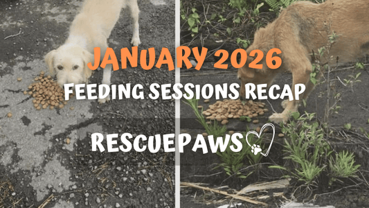 January 2026: Starting the Year with Full Bowls