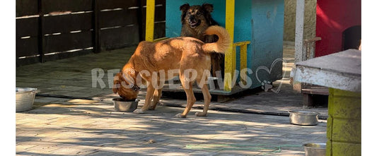 Street dog eating from a metal bowl at a Rescue Paws feeding spot in July 2026