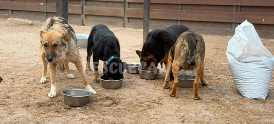 Street dogs each eating from their own bowl during a June 2026 Rescue Paws feeding session