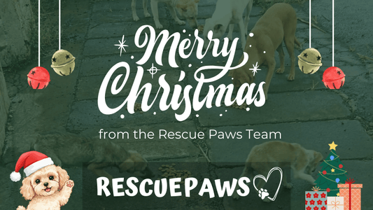 Merry Christmas from the Rescue Paws Team