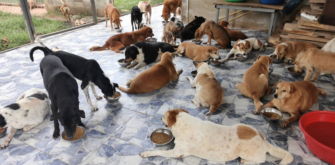 Dozens of dogs eating from bowls in a courtyard during September 2026 Rescue Paws feeding operations