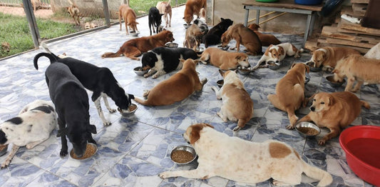 Dozens of dogs eating from bowls in a courtyard during September 2026 Rescue Paws feeding operations