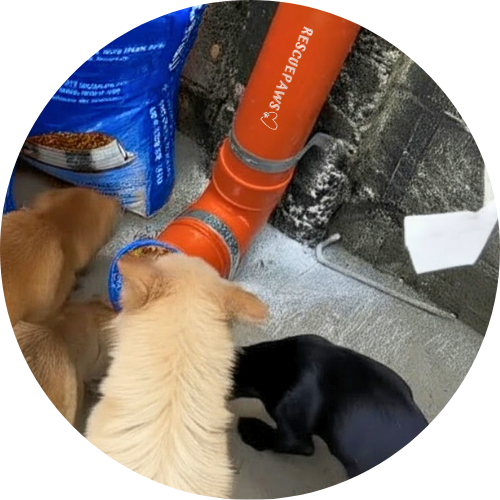 Dogs being fed by a local volunteer