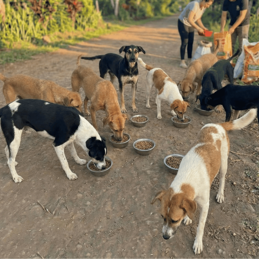 Street dogs eating their meal on a dirt road while our local partners serve it