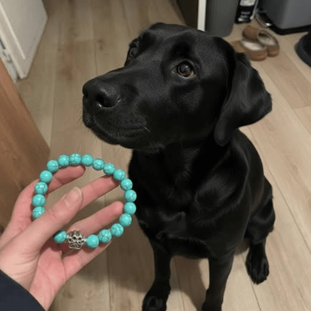 A hand holding a turquoise Rescue Paws bracelet in front of a black labrador