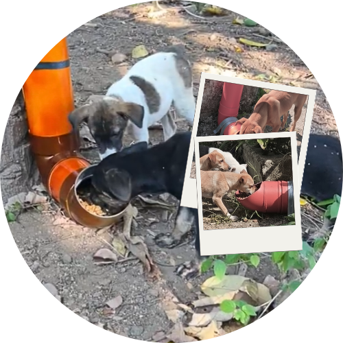 A monthly update from a dog feeding operation