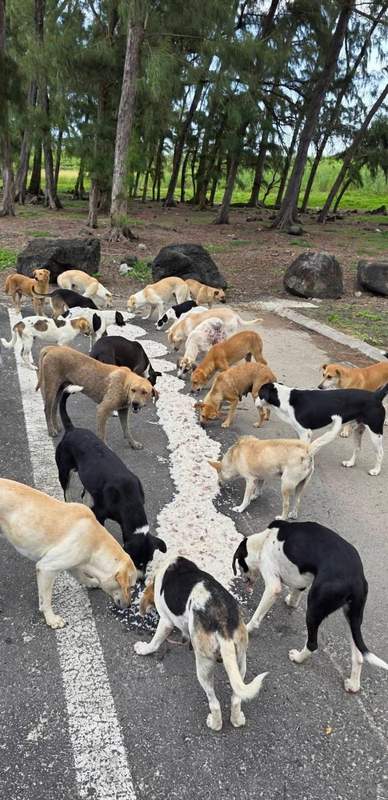 Feeding operation photo