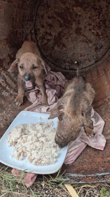 Feeding operation photo