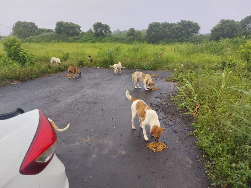 Feeding operation photo