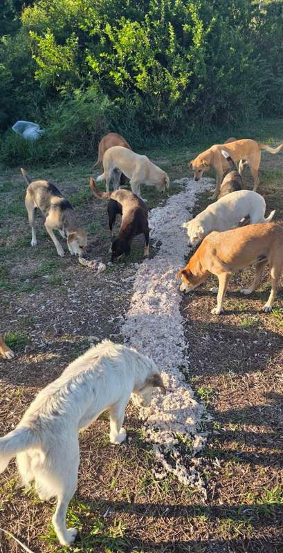 Feeding operation photo