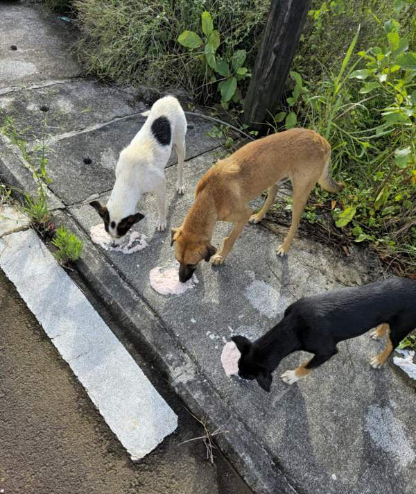 Feeding operation photo