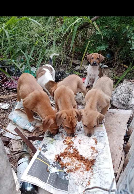 Feeding operation photo