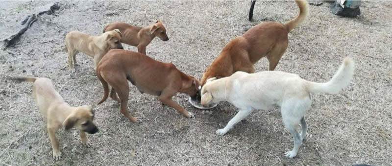 Feeding operation photo