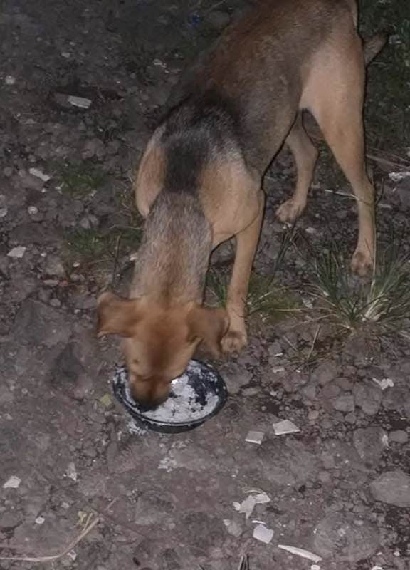 Feeding operation photo