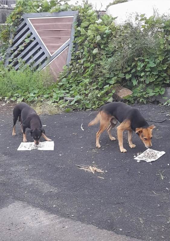 Feeding operation photo