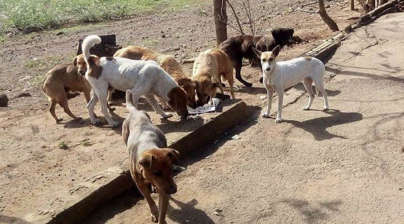 Feeding operation photo