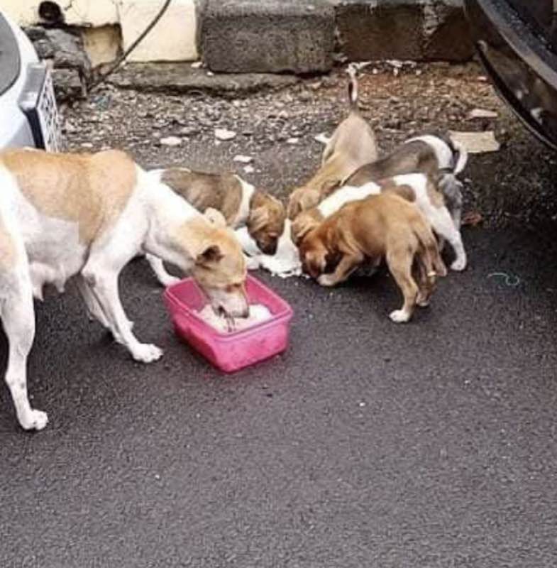 Several dogs eating side by side from containers on a roadside during a feeding operation