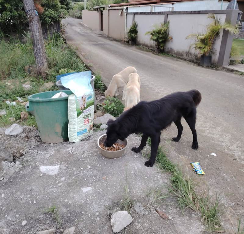 Feeding operation photo