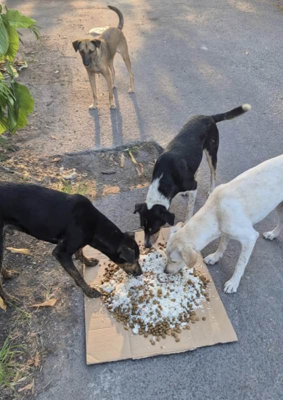 Feeding operation photo