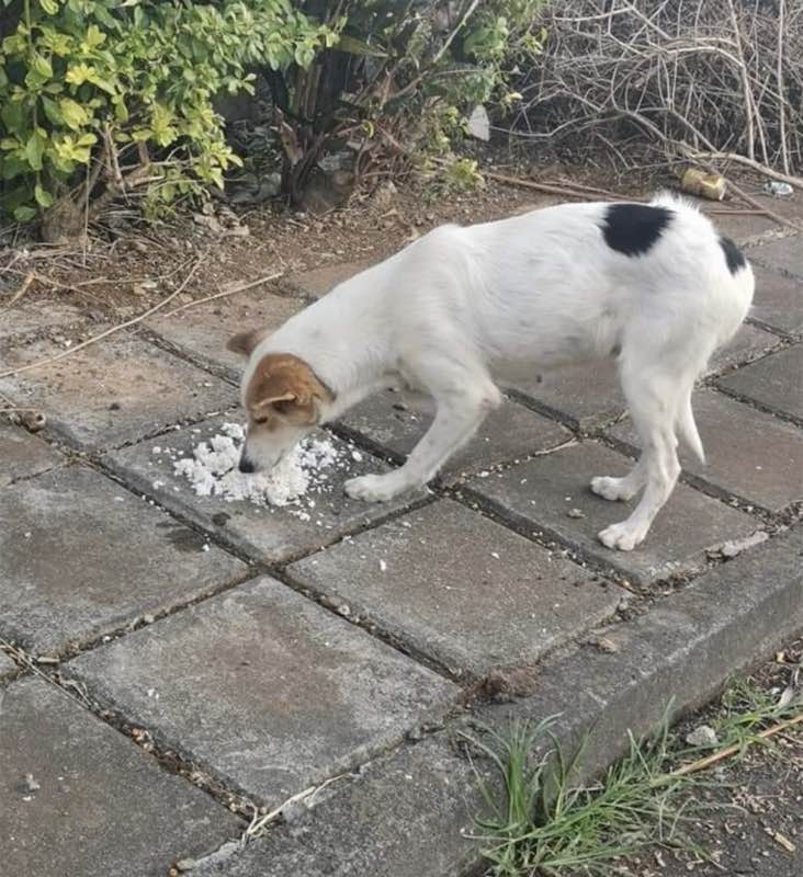 Feeding operation photo
