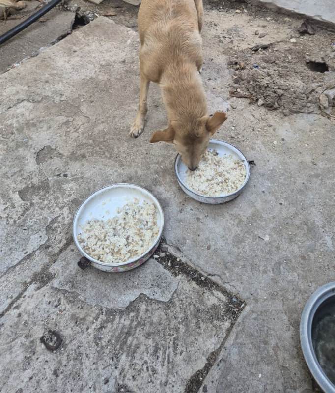 Feeding operation photo