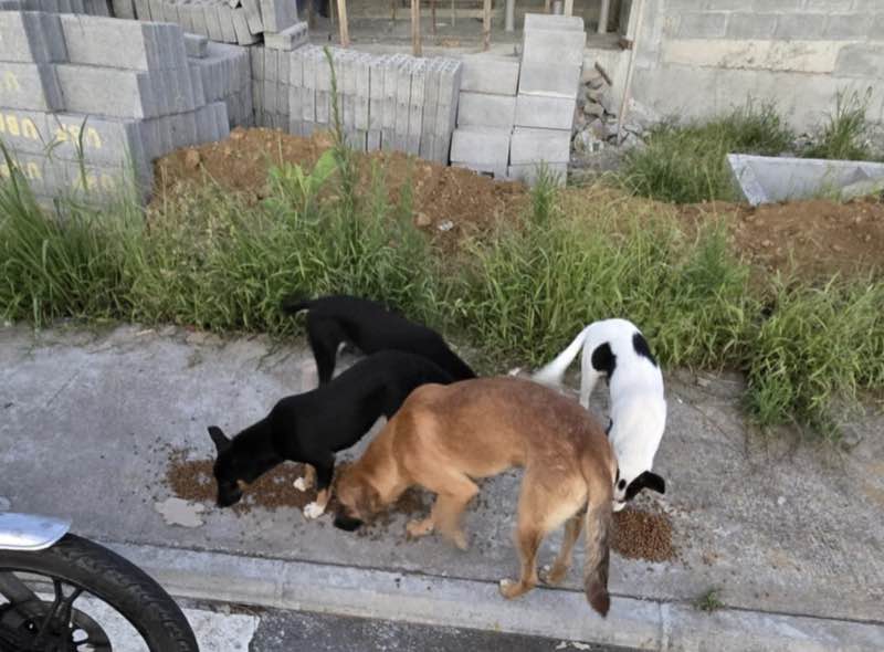 Feeding operation photo