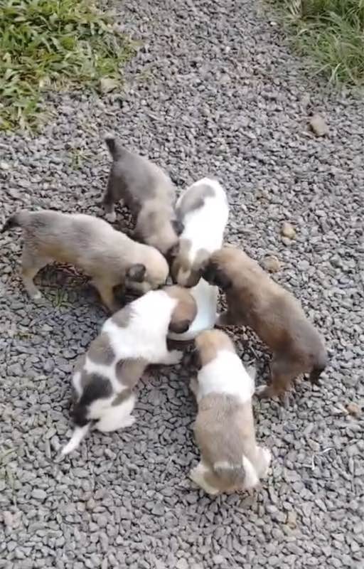 Feeding operation photo