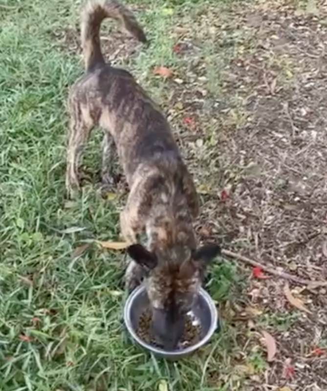 Feeding operation photo