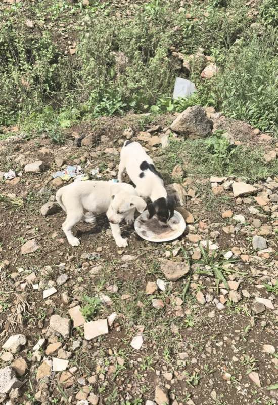 Feeding operation photo