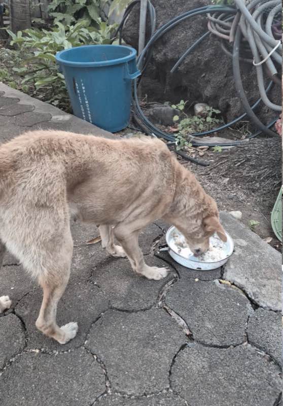 Feeding operation photo