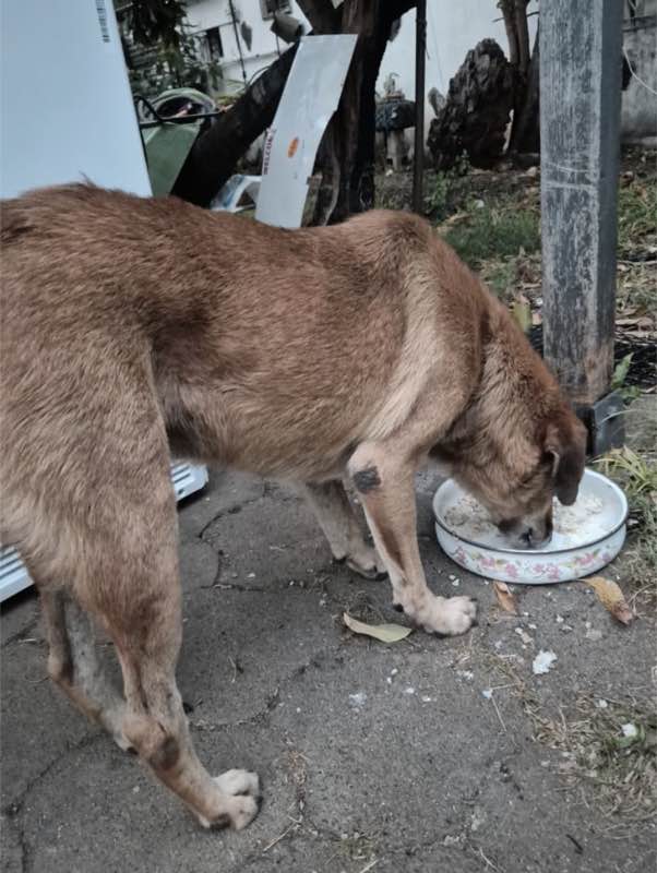 Feeding operation photo
