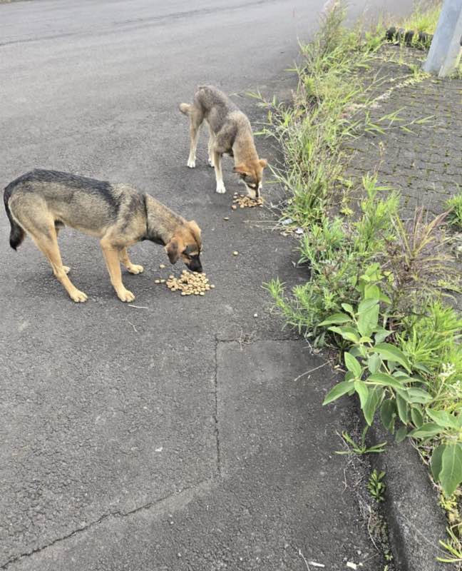 Feeding operation photo
