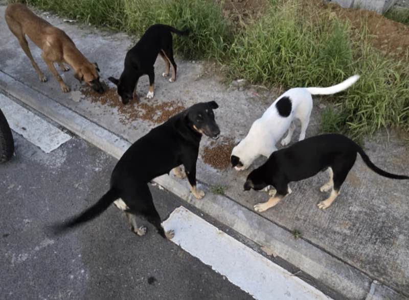 Feeding operation photo