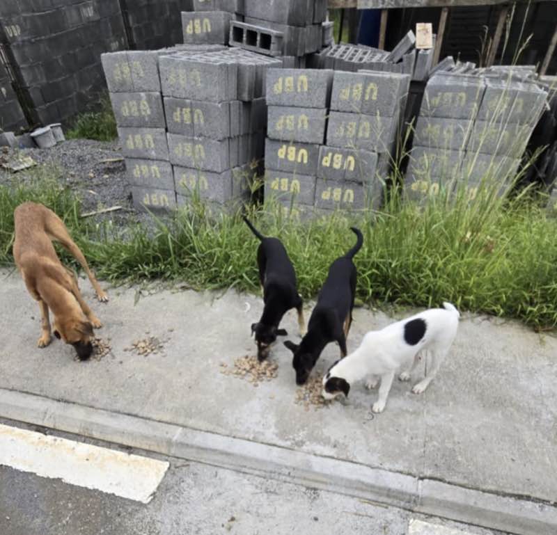 Feeding operation photo
