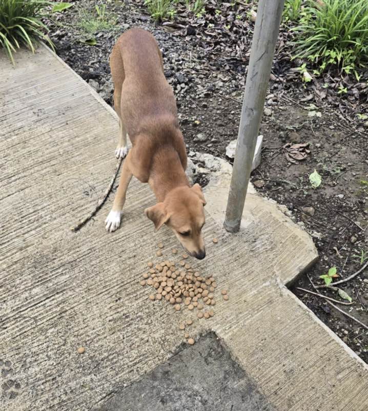 Feeding operation photo